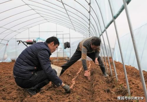 红薯种植时间和方法 红薯育苗最佳时间和方法