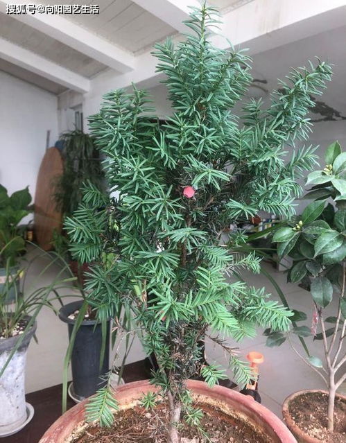 红豆杉对女人的危害 家里养红豆杉不吉利