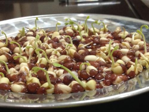 红豆泡出了小芽可以干嘛 红豆芽为什么吃会死人