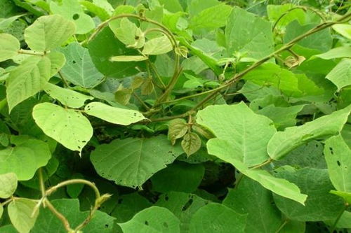 红薯是植物的根还是茎 生姜属于块根还是块茎