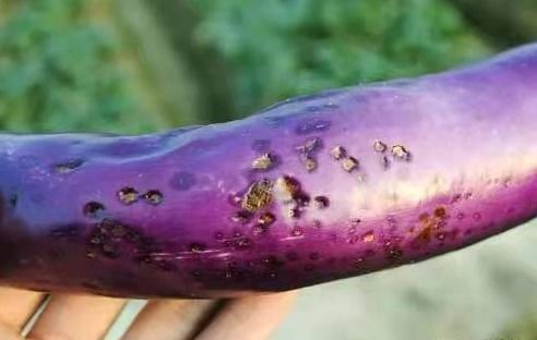 细菌性炭疽病传播途径 细菌性阴病很严重么