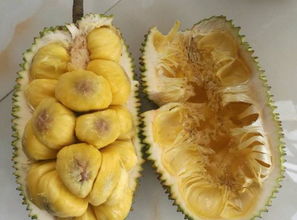 经期吃完菠萝蜜没血了 菠萝蜜是活血还是止血