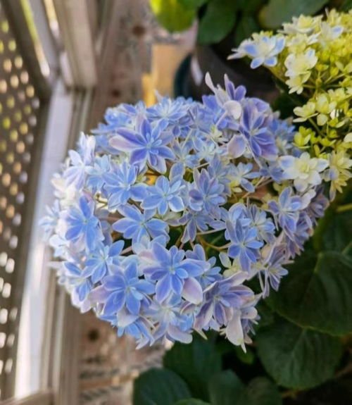 绣球花最经典的30个品种 绣球花适合新手养的品种