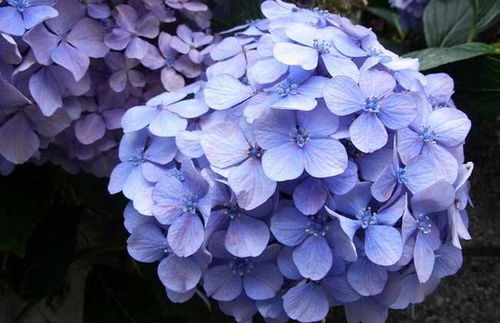 绣球长势旺就是不开花 绣球8月还没花苞还能开花