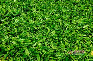 绿茶和菊花泡的禁忌 绿茶的最佳搭配