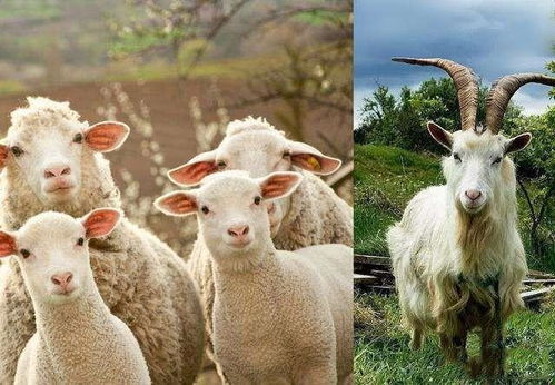 绵羊和山羊的区别是什么 绵羊和山羊各代表什么人