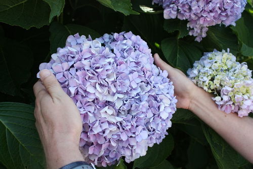 绣球花蔫了如何泡水 绣球花整个泡水里可以吗