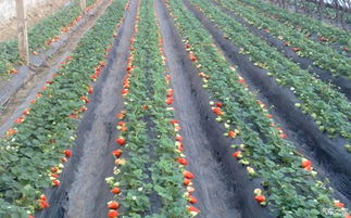 给自家果园取名字 高端大气的果园名字