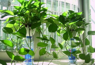 绿萝修剪是从根部剪还是上面剪 垂下来的绿萝怎么修剪