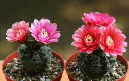 绯花玉小球摘下来能活吗 绯花玉爆崽方法