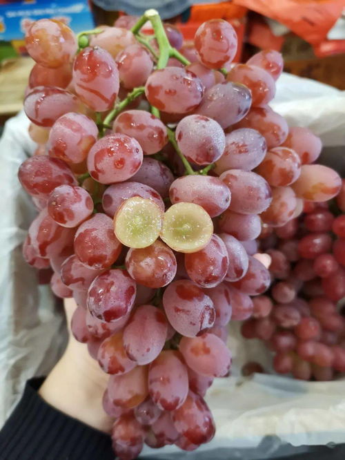 维多利亚提子 维多利亚提子多少钱一斤
