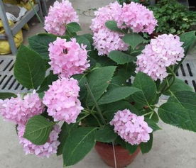 绣球花枯萎怎么补救 绣球花蔫了耷拉了急救