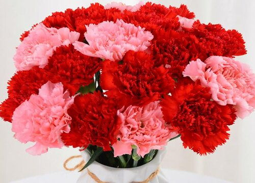 给长辈阿姨送什么花 送女性长辈的花