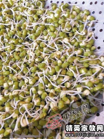 绿豆一周的观察日记表 绿豆芽观察日记七天带图