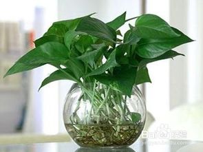 绿萝怎样扦插生根快 绿萝5种扦插方法