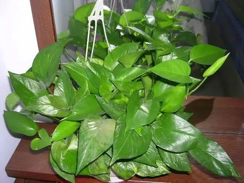 绿萝花的八大功效 绿萝花的副作用太大了