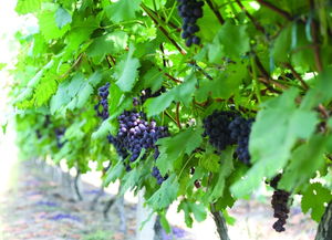 网络暗语葡萄是什么意思 女生说葡萄绿了什么意思