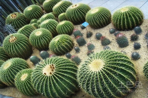 绿萝防辐射吗 防辐射最强的7种植物