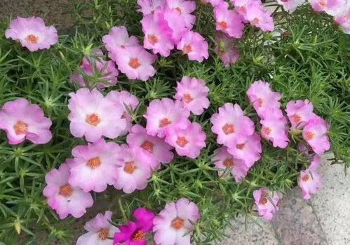 网上买的花种子怎么种植 适合夏季播种的花种子