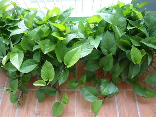 绿萝夏天可以扦插吗 8月份可以扦插绿萝吗