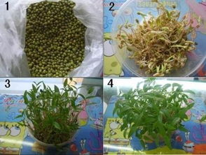 绿豆发芽的方法步骤 绿豆的生长过程(图文)