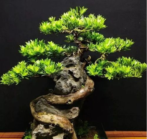 罗汉松的品种最好的是哪种 观赏罗汉松哪个品种好