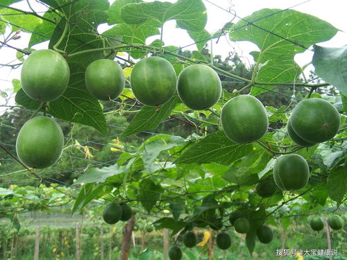 罗汉果怎么泡水喝 罗汉果是泡壳还是泡籽