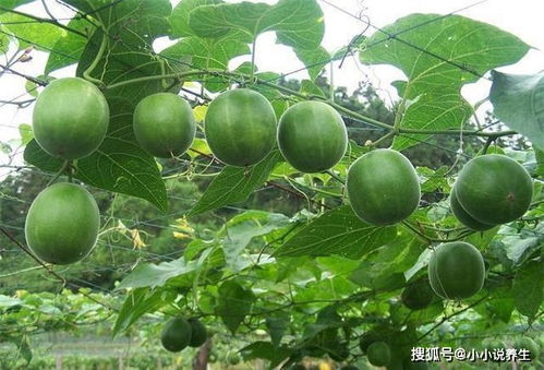 罗汉果对肝肾的副作用 罗汉果的毒性有多大