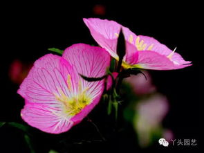 美丽月见草花语 月见草象征着什么意思