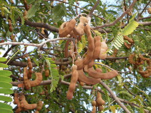 罗望子是酸角吗 罗望子什么人不能吃