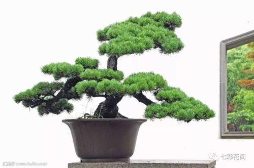 罗汉松什么季节移栽最合适 罗汉松九月份移栽行不行