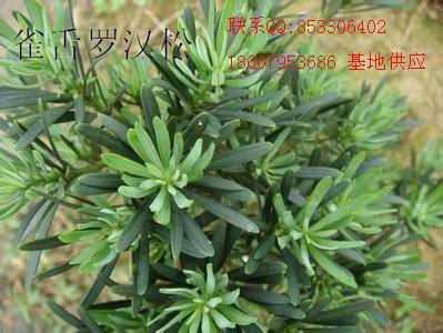 罗汉松叶枯病最好治疗方法 罗汉松叶枯病用多菌灵