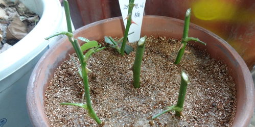 罗汉松移植后几天生根 罗汉松扦插多久算活了