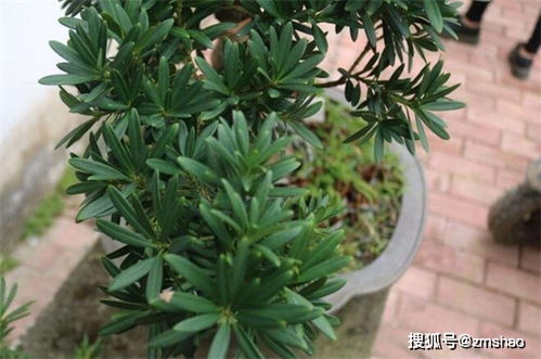 罗汉松那个品种最好看 十大罗汉松排名第一