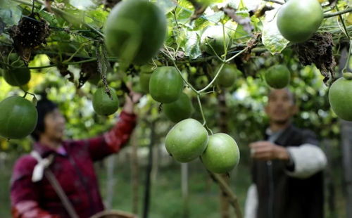 罗汉果一年可以采摘几次 罗汉果几月收获