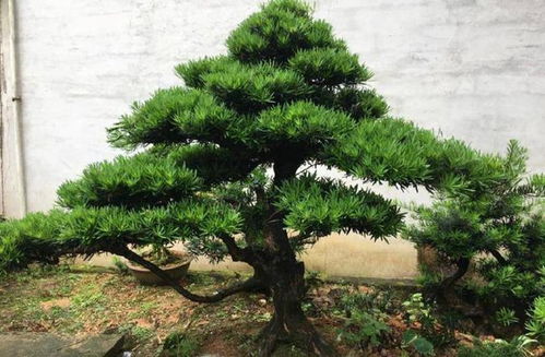 罗汉松几月份移栽最好 八月份栽罗汉松树能活吗