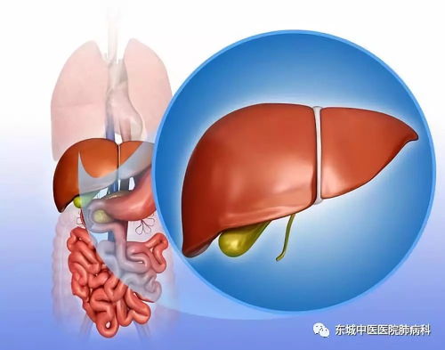 肝脏最怕三个运动 保护肝脏的最佳锻炼