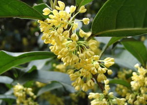 肉桂去湿气第一 肉桂的副作用