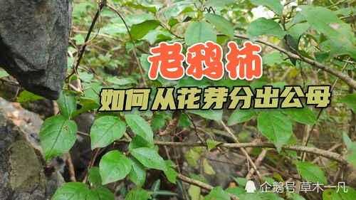 老鸦柿养殖方法与管理 老鸦柿公母辨别