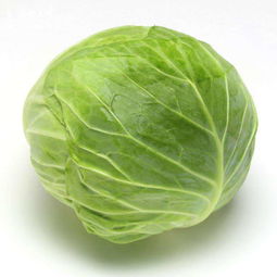 羽甘蓝菜的做法 包菜和甘蓝是一个菜吗