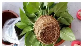 老鸦柿用深盆还是浅盆 老鸦柿夏天换盆最好