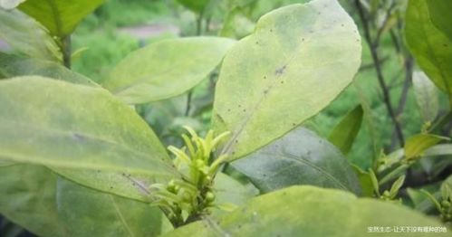 联肼乙螨唑的特点 联肼乙螨唑最佳混配