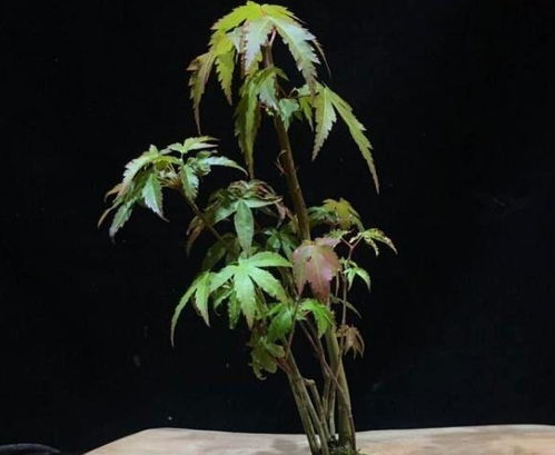 老桩不发芽怎么解决 让老桩出新芽的方法