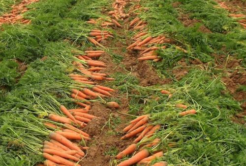 胡萝卜浇水的正确方法 胡萝卜发芽后几天浇水