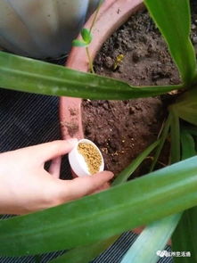 肥料严重烧根的样子 施肥后出现烧根情况