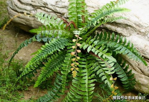 肾蕨果哪些人不能吃 肾蕨果对女人有什么好处