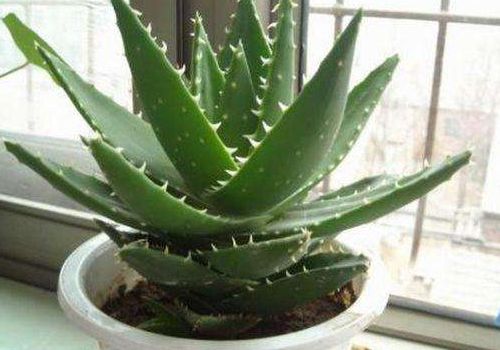 自己种的芦荟可以生吃吗 芦荟可以直接往脸上擦吗