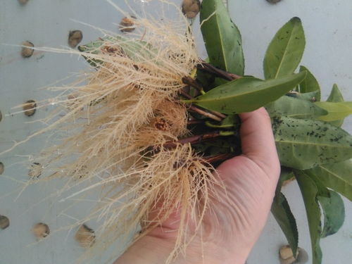 自制植物生根剂怎么做 如何自制生根水