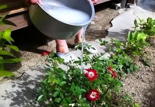 自来水直接浇花好不好 自来水浇花的注意事项