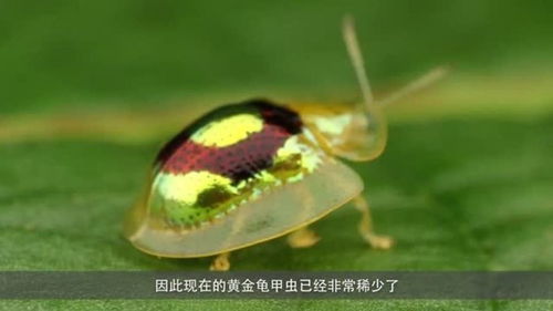 臭大姐为啥往人身上爬 关上灯臭大姐还会乱跑吗